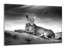 Middle_70x100-lioness-gl105-01