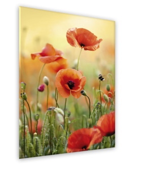 Middle_gl369_red_poppy_50x70_s